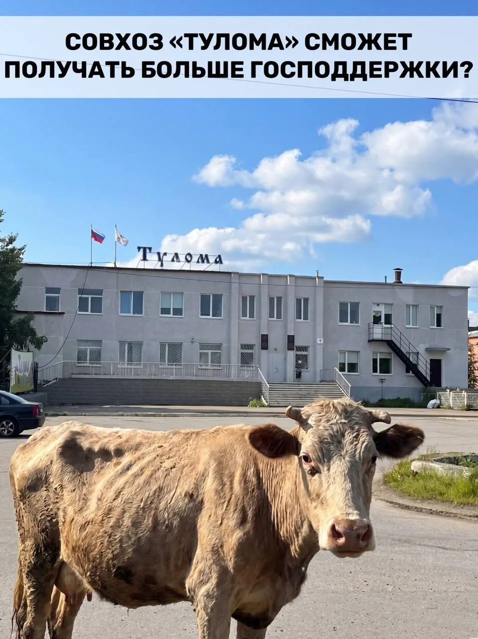 Правила субсидирования молочного животноводства изменены: теперь федеральную поддержку смогут получать и хозяйства с долей государства или муниципалитета свыше 25%. Для Мурманской области это важно на фоне сообщений о критической ситуации в одном из крупных совхозов.